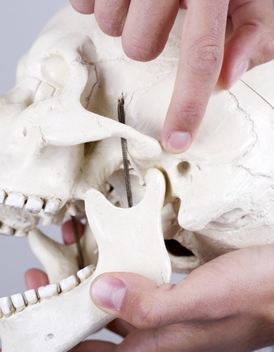 Dentist pointing to the jaw joint in a model of the skull